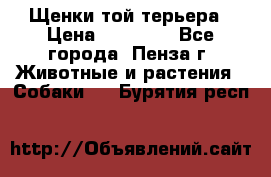 Щенки той терьера › Цена ­ 10 000 - Все города, Пенза г. Животные и растения » Собаки   . Бурятия респ.